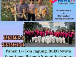 Panen 1,6 Ton Jagung, Bukti Nyata Komitmen Brimob Sumut terhadap Ketahanan Pangan Nasional