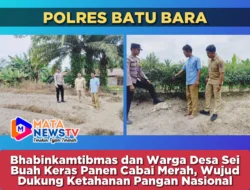 Bhabinkamtibmas dan Warga Desa Sei Buah Keras Panen Cabai Merah, Wujud Dukung Ketahanan Pangan Nasional