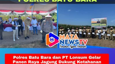 Polres Batu Bara dan PT Lonsum Gelar Panen Raya Jagung Dukung Ketahanan Pangan Nasional