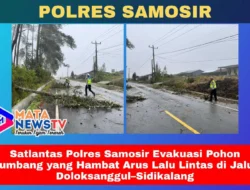 Satlantas Polres Samosir Evakuasi Pohon Tumbang yang Hambat Arus Lalu Lintas di Jalur Doloksanggul–Sidikalang