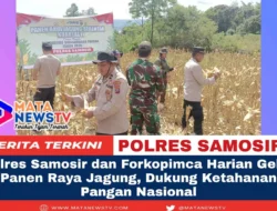 Polres Samosir dan Forkopimca Harian Gelar Panen Raya Jagung, Dukung Ketahanan Pangan Nasional
