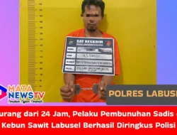 Kurang dari 24 Jam, Pelaku Pembunuhan Sadis di Kebun Sawit Labusel Berhasil Diringkus Polisi