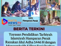 Yayasan Pendidikan Tarbiyah Islamiyah Hamparan Perak Rayakan Idul Adha 1446 H dengan Menyembelih 5 Ekor Sapi Qurban