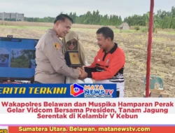 Wakapolres Belawan dan Muspika Hamparan Perak Gelar Vidcom Bersama Presiden, Tanam Jagung Serentak di Kelambir V Kebun
