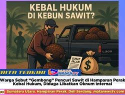 Warga Sebut “Gembong” Pencuri Sawit di Hamparan Perak Kebal Hukum, Diduga Libatkan Oknum Internal