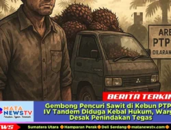 Gembong Pencuri Sawit di Kebun PTPN IV Tandem Diduga Kebal Hukum, Warga Desak Penindakan Tegas