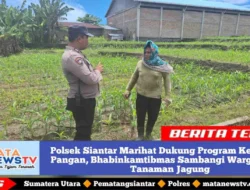 Polsek Siantar Marihat Dukung Program Ketahanan Pangan, Bhabinkamtibmas Sambangi Warga Rawat Tanaman Jagung
