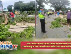 Sat Lantas Polres Batu Bara Evakuasi Pohon Tumbang, Arus Lalu Lintas Jalinsum Kembali Normal