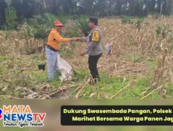 Dukung Swasembada Pangan, Polsek Siantar Marihat Bersama Warga Panen Jagung