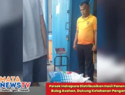 Polsek Indrapura Distribusikan Hasil Panen Jagung ke Bulog Asahan, Dukung Ketahanan Pangan Nasional