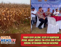 Panen Raya Jagung 2025 di Hamparan Perak, Wujud Sinergi TNI–Polri dan Petani Dukung Ketahanan Pangan Nasional