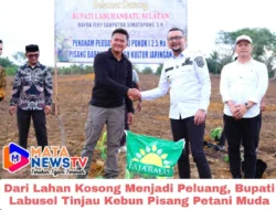 Dari Lahan Kosong Menjadi Peluang, Bupati Labusel Tinjau Kebun Pisang Petani Muda