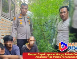 Respon Cepat Laporan Warga, Polsek Dolok Masihul Amankan Tiga Pelaku Penanaman Ganja