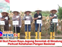 Polri Ikut Panen Raya Jagung Serentak di Simalungun, Perkuat Ketahanan Pangan Nasional