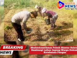 Bhabinkamtibmas Polsek Siantar Selatan Sambangi Lahan Jagung Warga Dukung Ketahanan Pangan