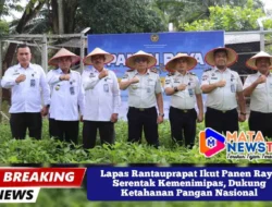 Lapas Rantauprapat Ikut Panen Raya Serentak Kemenimipas, Dukung Ketahanan Pangan Nasional