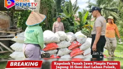 Kapolsek Tanah Jawa Pimpin Panen Jagung 35 Goni dari Lahan Polsek, Dukung Ketahanan Pangan