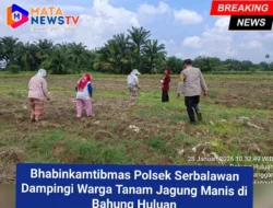 Bhabinkamtibmas Polsek Serbalawan Dampingi Warga Tanam Jagung Manis di Bahung Huluan