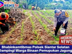 Bhabinkamtibmas Polsek Siantar Selatan Dampingi Warga Binaan Pemupukan Jagung