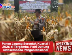 Panen Jagung Serentak Kuartal I 2026 di Torgamba, Polri Dukung Swasembada Pangan Nasional