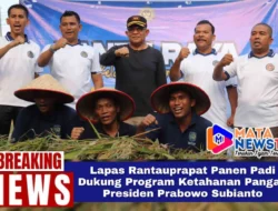 Lapas Rantauprapat Panen Padi Dukung Program Ketahanan Pangan Presiden Prabowo Subianto