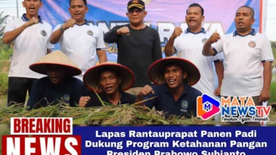 Lapas Rantauprapat Panen Padi Dukung Program Ketahanan Pangan Presiden Prabowo Subianto