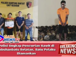 Polisi Ungkap Pencurian Sawit di Labuhanbatu Selatan, Satu Pelaku Diamankan