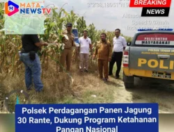 Polsek Perdagangan Panen Jagung 30 Rante, Dukung Program Ketahanan Pangan Nasional