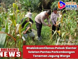 Bhabinkamtibmas Polsek Siantar Selatan Pantau Perkembangan Tanaman Jagung Warga