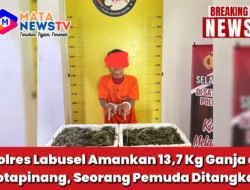 Polres Labusel Amankan 13,7 Kg Ganja di Kotapinang, Seorang Pemuda Ditangkap