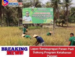 Lapas Rantauprapat Panen Padi Dukung Program Ketahanan Pangan