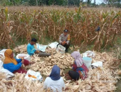 Dukung Ketahanan Pangan, Bhabinkamtibmas Polsek Siantar Barat Monitoring Panen Jagung Warga