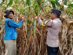 Bhabinkamtibmas Siantar Barat Dampingi Panen Jagung Warga, Dukung Ketahanan Pangan Meski Hasil Menurun