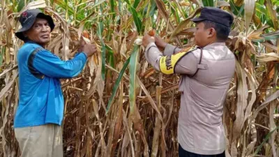 Bhabinkamtibmas Siantar Barat Dampingi Panen Jagung Warga, Dukung Ketahanan Pangan Meski Hasil Menurun