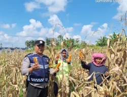 Bhabinkamtibmas Polsek Siantar Marihat Dampingi Petani Panen Jagung, Dukung Ketahanan Pangan