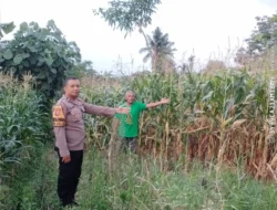 Bhabinkamtibmas Siantar Martoba Pantau Ladang Jagung Warga, Dukung Ketahanan Pangan