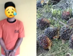 Polsek Kampung Rakyat Ungkap Pencurian 25 Janjang Sawit, Pelaku Ditangkap di Pangkatan