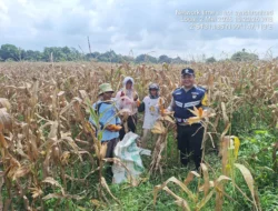 Bhabinkamtibmas Siantar Marihat Dukung Ketahanan Pangan, Sambangi Petani Panen Jagung di Simarimbun