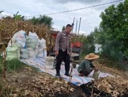 Bhabinkamtibmas Polsek Siantar Selatan Dampingi Warga Panen Jagung di Aek Nauli