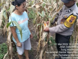 Bhabinkamtibmas Polsek Siantar Barat Monitoring Ladang Jagung Warga untuk Dukung Ketahanan Pangan