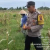 Dukung Ketahanan Pangan, Bhabinkamtibmas Polsek Siantar Barat Dampingi Petani Panen Jagung