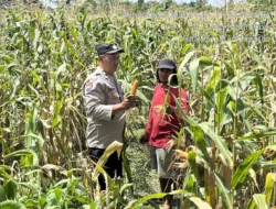 Polri Bersama Masyarakat, Polsek Siantar Barat Dampingi Petani Binaan Panen Jagung Dukung Ketahanan Pangan