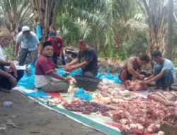 Penyembelihan Hewan Kurban di Desa Sabungan Berlangsung Khidmat, Warga Antusias Ikuti Pembagian Daging