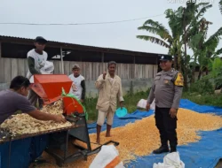 Dukung Ketahanan Pangan, Bhabinkamtibmas Polsek Siantar Marihat Dampingi Petani Jagung Binaan Saat Panen