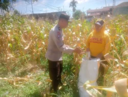 Bhabinkamtibmas Polsek Siantar Marihat Pantau Panen Jagung Petani Binaan