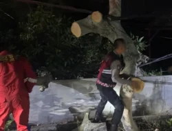 Polres Karimun Sigap Tangani Pohon Tumbang di Bukit Sidomulyo, Arus Lalu Lintas Kembali Normal