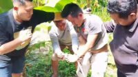 Sindikat Narkoba Pesisir Terbongkar, Kurir Sabu di Pantai Labu Ditangkap Usai Kejar-kejaran dengan Polisi
