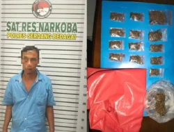 Satres Narkoba Polres Sergai Ringkus Pengedar Ganja di Sei Bamban, Sita 28,47 Gram Siap Edar