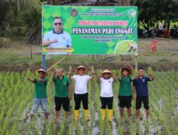 Lapas Rantauprapat Intensifkan Perawatan Sawah, Perkuat Ketahanan Pangan dan Pembinaan Warga Binaan