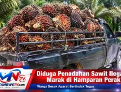 Diduga Jadi Penadah Sawit Ilegal BUMN, Aktivitas W di Hamparan Perak Disorot